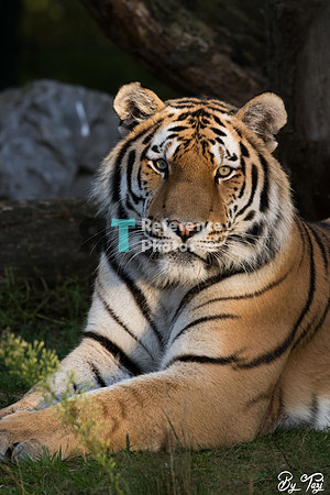 Siberian tiger