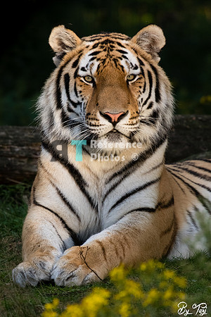 Siberian tiger