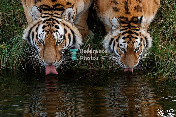 Siberian tigers drinking