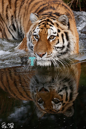 Siberian tiger with reflection in the water