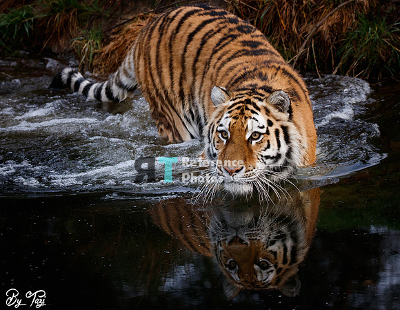 Siberian tiger with reflection in the water
