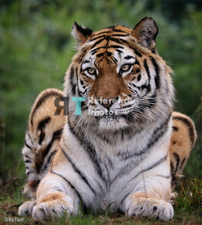 Siberian tiger