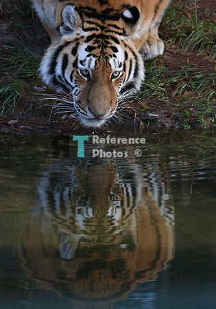Siberian tiger drinking