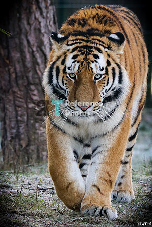 Siberian tiger walking