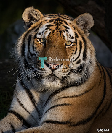 Siberian tiger