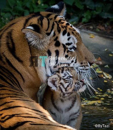 Siberian tiger mother and cub