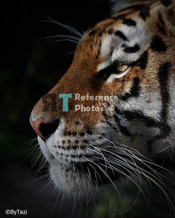 Siberian tiger profile (cropped) close up)