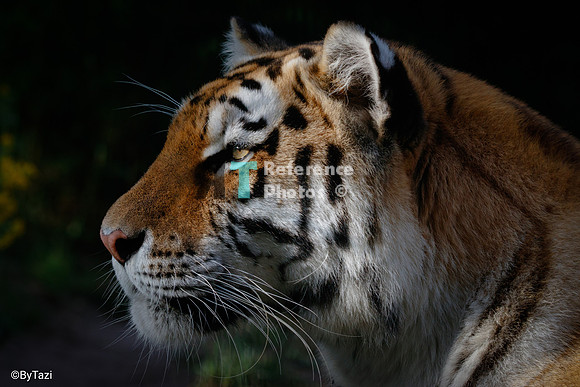 Siberian tiger profile (full)