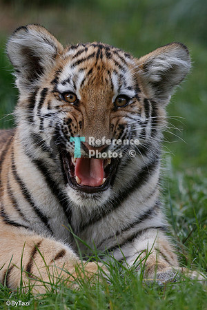 Siberian tiger cub hissing