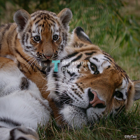 Siberian tiger mother and cub