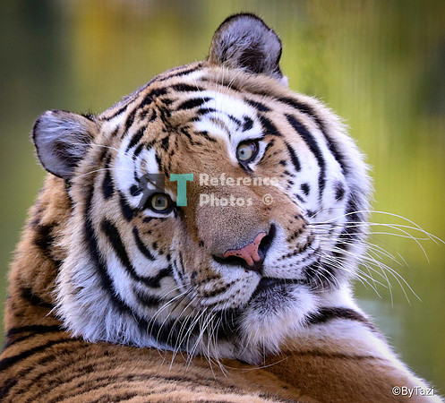 Siberian tiger
