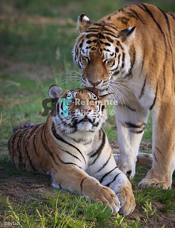 Siberian tiger mohter and daughter