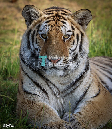 Siberian tiger (juvenile)