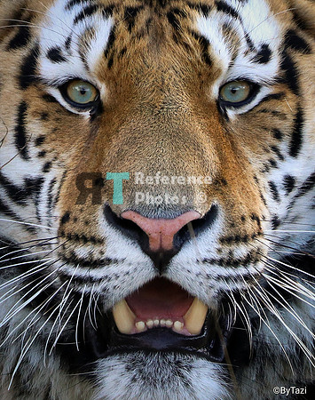 Siberian tiger close up