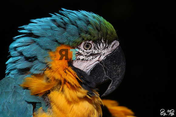 Blue-and-yellow macaw