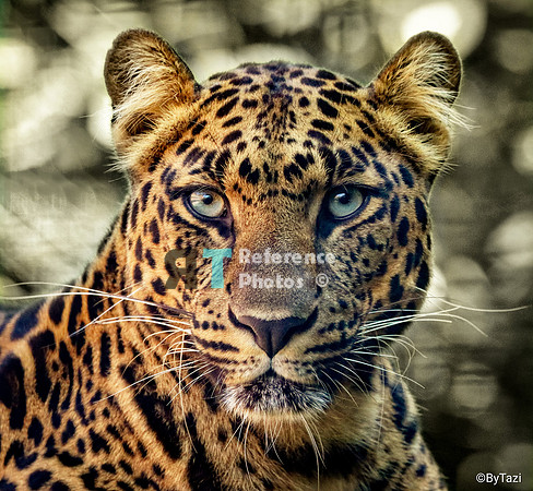 Leopard portrait