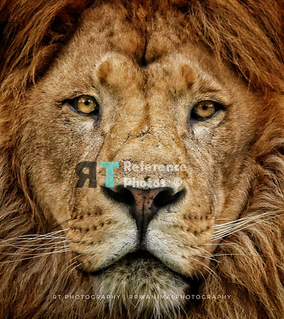 African lion IMG_3211-01
