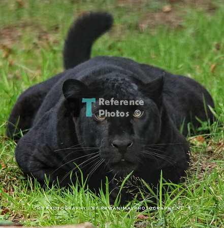 Black leoaprd