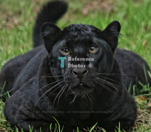 Black leopard