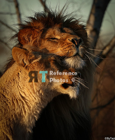 African lion and lioness (colour)