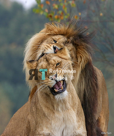 African lion and lioness