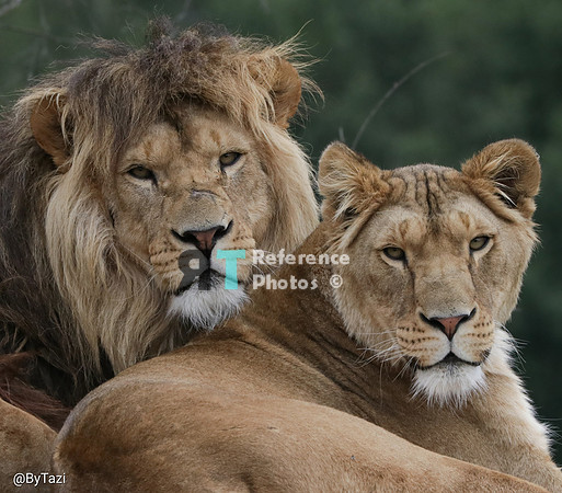 African lion and lioness