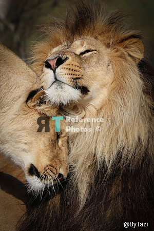 African lion and lioness