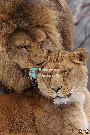 African lion and lioness