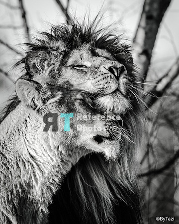 African lion and lioness (B&W)