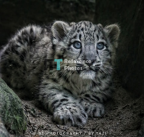 Snow leopard cub (Note: Image is grainy, but still quite detailed)