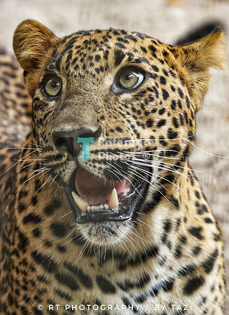 Sri lankan leopard