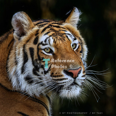 Bengal tiger portrait