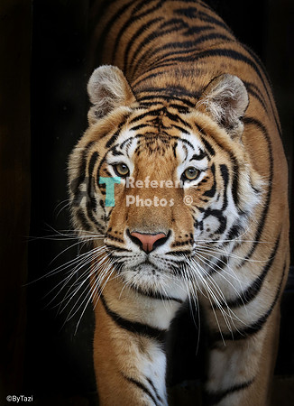 Bengal tiger