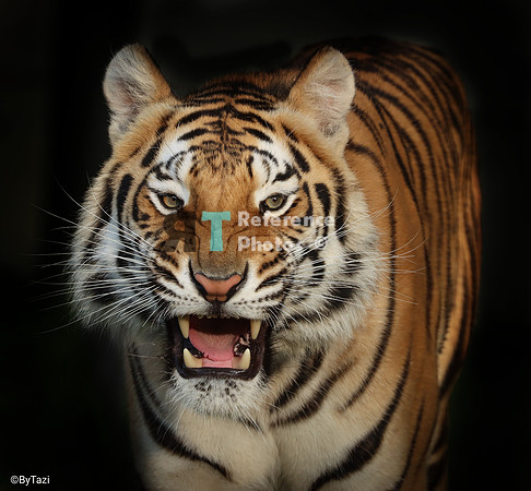 Bengal tiger angry face