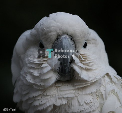 White cockatoo
