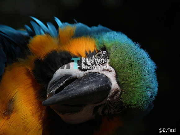 Blue-and-yellow macaw