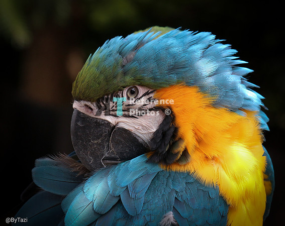 Blue-and-yellow macaw