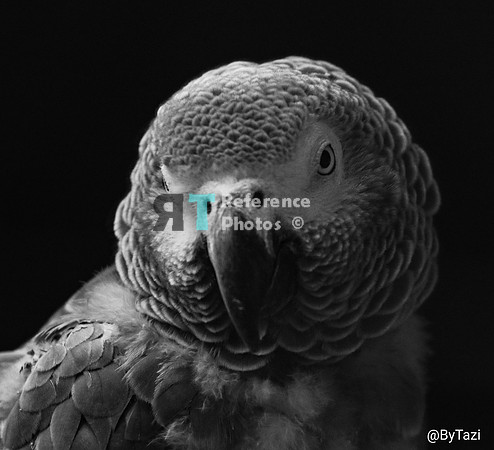 Grey parrot