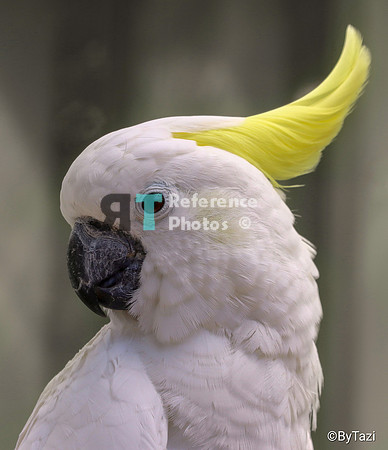 Yellow-crested cockatoo