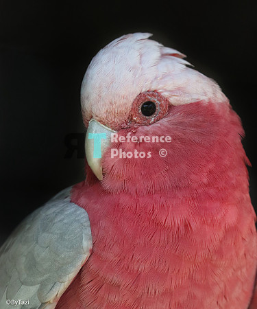 Rose cockatoo