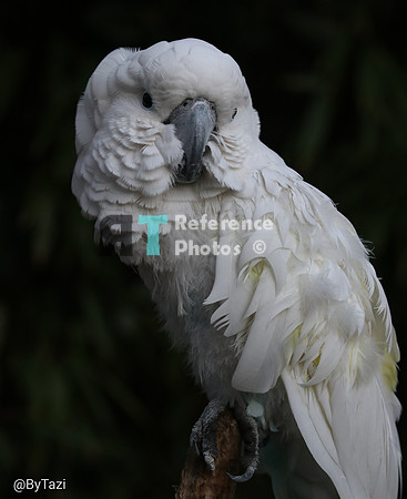 White cockatoo