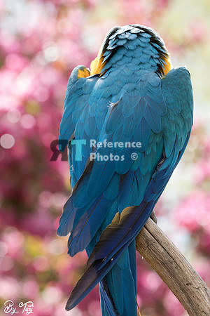 Blue-and-yellow macaw