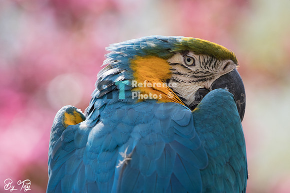 Blue-and-yellow macaw