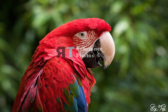 Red-and-green macaw