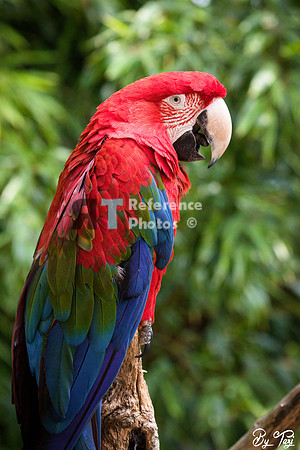 Red-and-green macaw