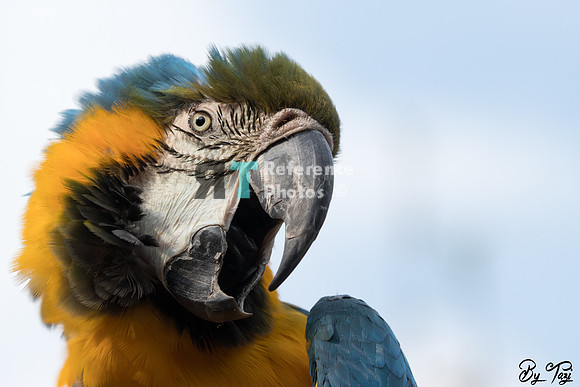 Blue-and-yellow macaw