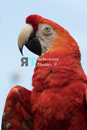 Red-and-green macaw