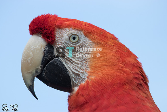 Red-and-green macaw
