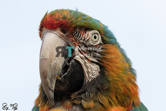 Macaw