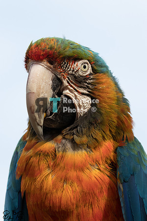 Macaw